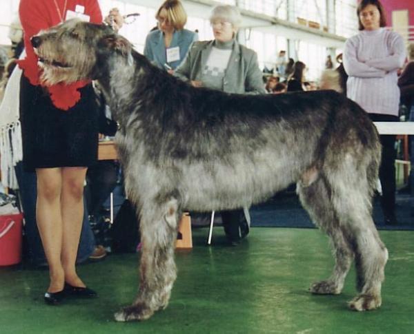 Barry of Nutstown | Irish Wolfhound 