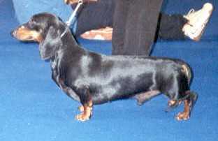 Oliver di Cas Cervi | Dachshund 