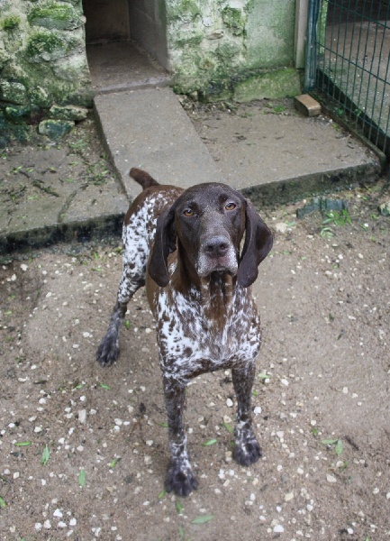 Fionni du Marais de Saintonge | German Shorthaired Pointer 