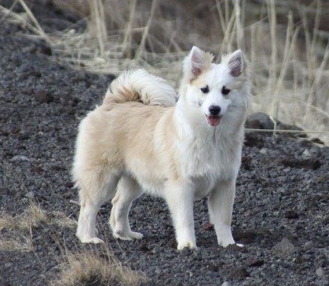 Stjörnuljósa Skruna | Icelandic Sheepdog 