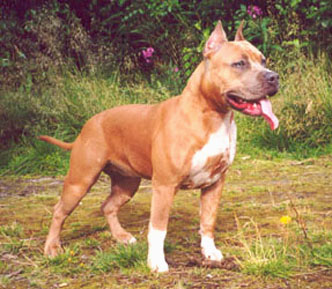Sultana Sweetly Tendance | American Staffordshire Terrier 