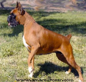 Freda della rocca dei papi | Boxer 