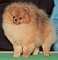 FINCH'S BETTY ON | German Spitz 