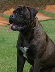 Nani of hillsborough | Bullmastiff 