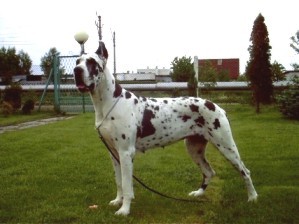 Annapurna Hyperion | Great Dane 