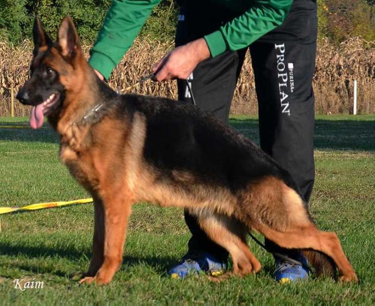 Karmen von der Wolfstratte | German Shepherd Dog 