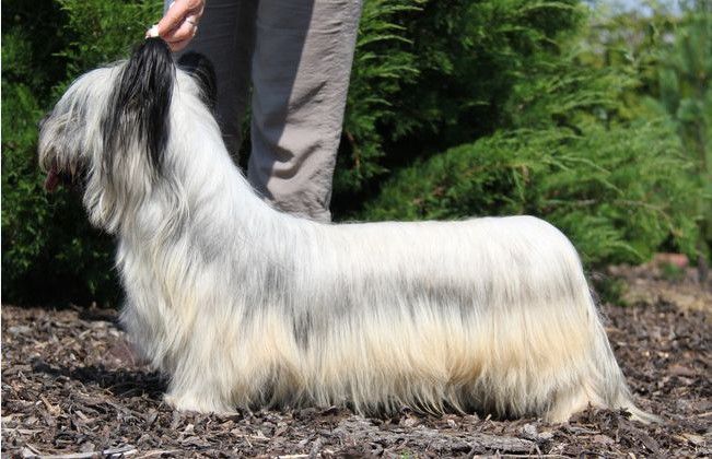 Democrat Kiaora | Skye Terrier 