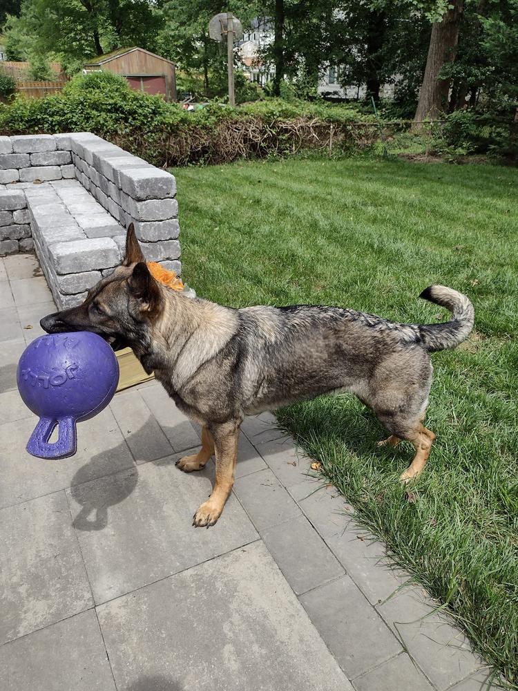 Qira Von Der Traumwolfen | German Shepherd Dog 