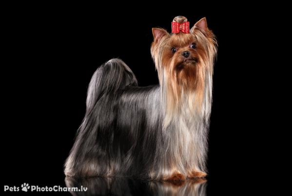 Rigair Nicolessa Winner | Yorkshire Terrier 