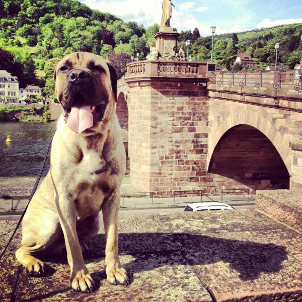 Presidio's Tuono | Cane Corso 