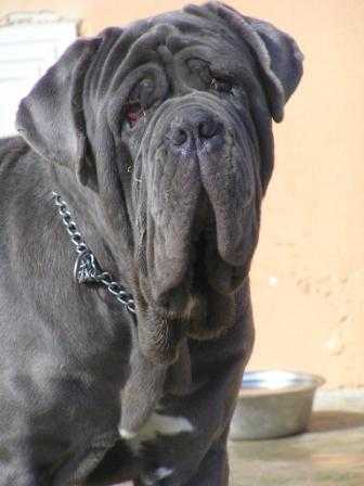 SULTANO DI FONDO ANFOSSI | Neapolitan Mastiff 