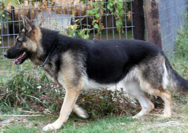 Tina's Queen Reo Sassy Snapper of Eaves | German Shepherd Dog 