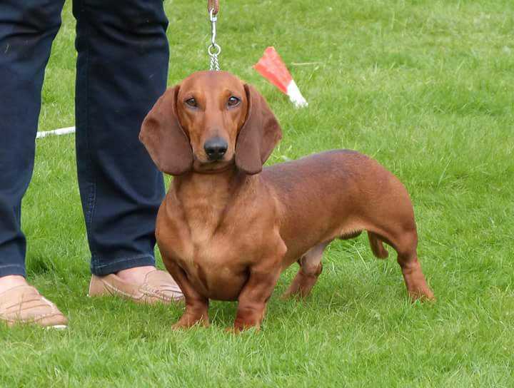 Café Olé V.D. Mibaf's Hoeve | Dachshund 