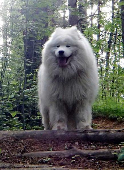 ALMAZ | Samoyed 