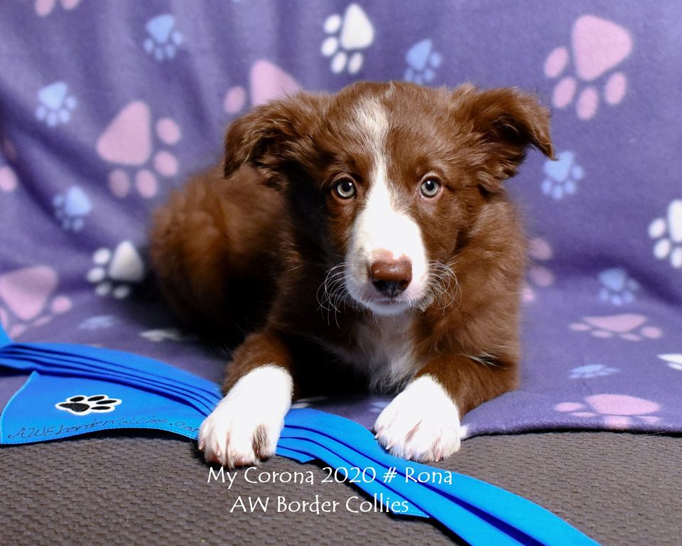 AWE2C Winifred (Rona) | Border Collie 