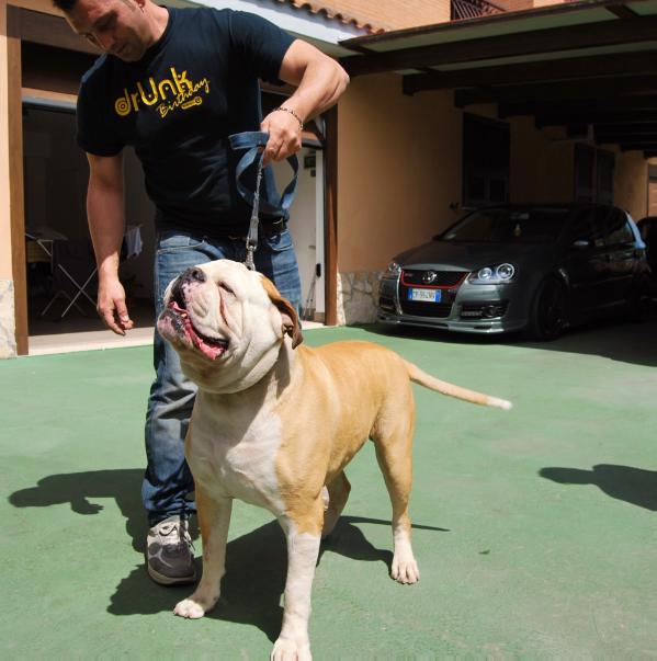 Picchiotti's Guappo | American Bulldog 