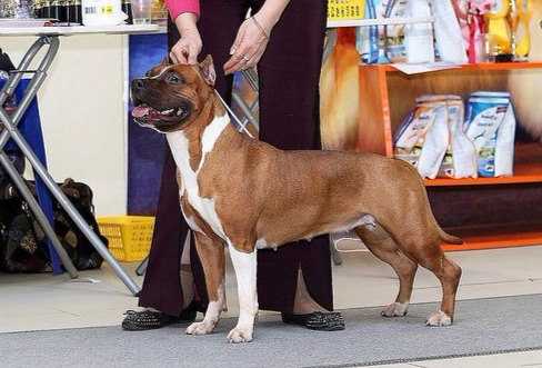 Staff Prestige Dolly Holiday | American Staffordshire Terrier 
