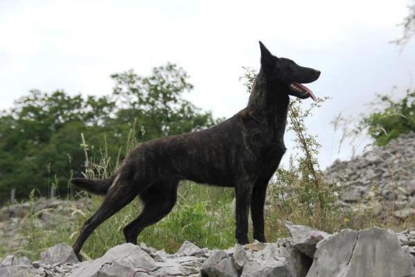 Frigg des Crocs de l'Olympe | Dutch Shepherd 