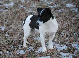 Erin Go Braugh of WDF Smooth | Jack Russell Terrier 