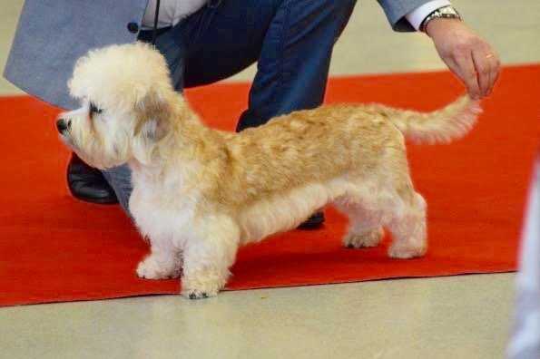 Lord Byron di Luna Caprese | Dandie Dinmont Terrier 