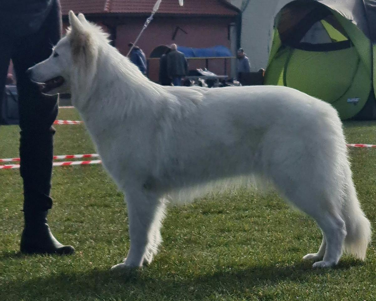 AKELA THE GRATEFUL ONE Wolves of Kalisz | White Swiss Shepherd Dog 