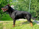 Caesar Eso-Best | Beauceron 