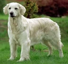 Tsubura Mimoza | Golden Retriever 