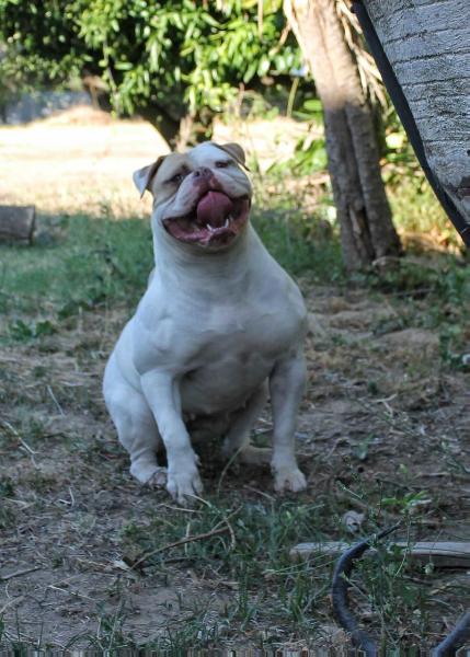 Quan Will Bulldogs LOLITA of Chiaradia | American Bulldog 