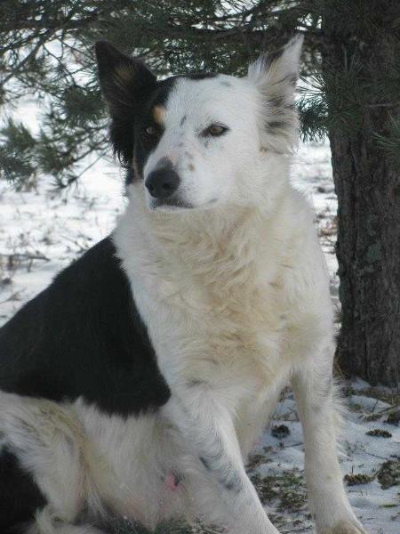 2T Panda ABC 261691 | Border Collie 