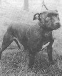 Sevenoaks Slenkge | Staffordshire Bull Terrier 