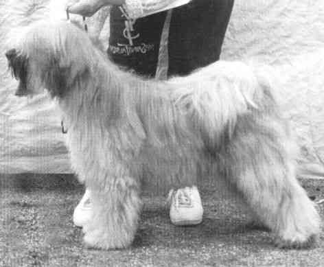 KARAMAIN PAN AMERICAN | Tibetan Terrier 