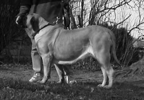 Greiner Hall Eleanor | Mastiff 