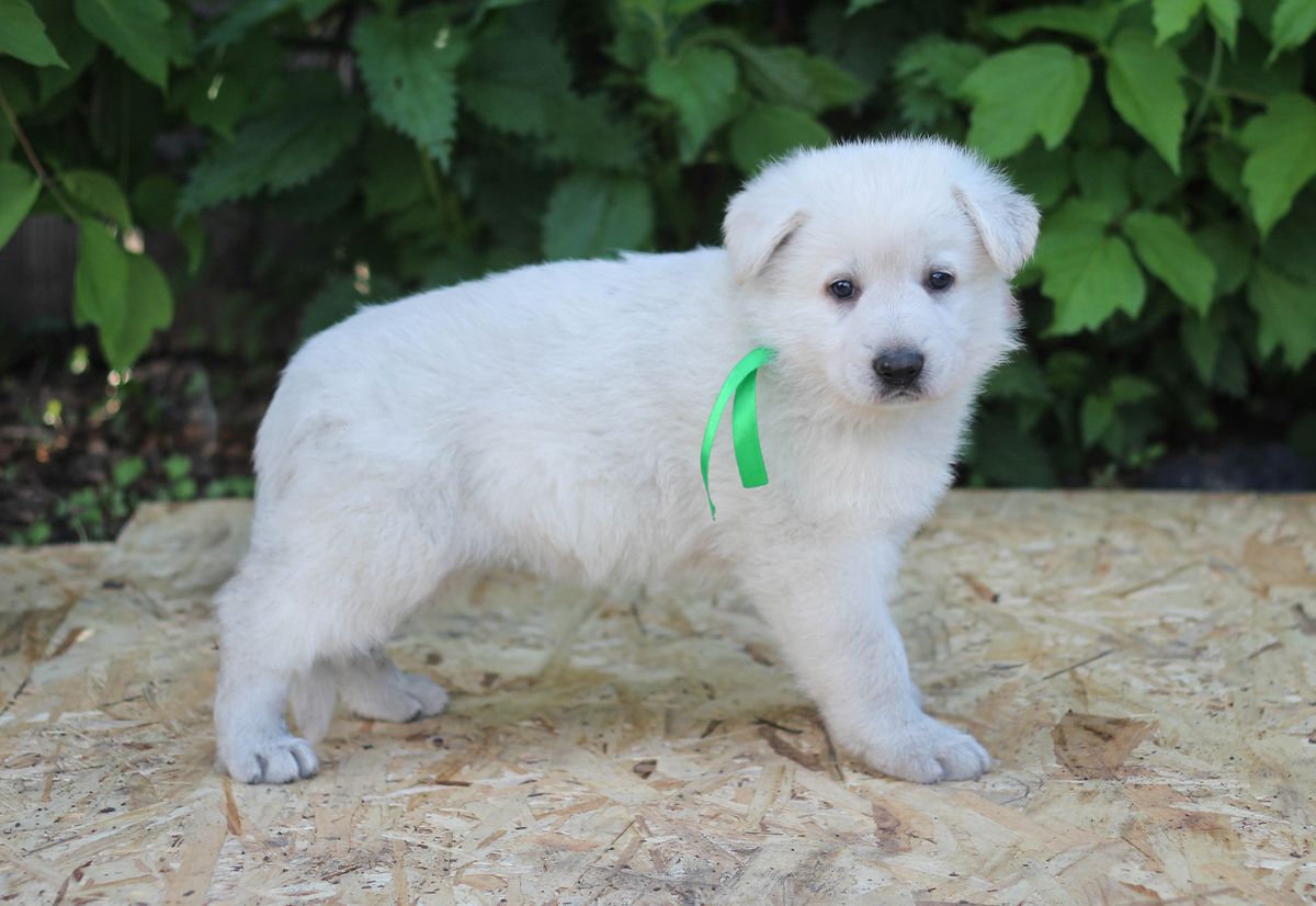 Sibirskoe Solnce Mister Aysman | White Swiss Shepherd Dog 