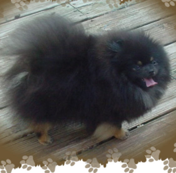 Aphrodites Simply Adorable | Pomeranian 