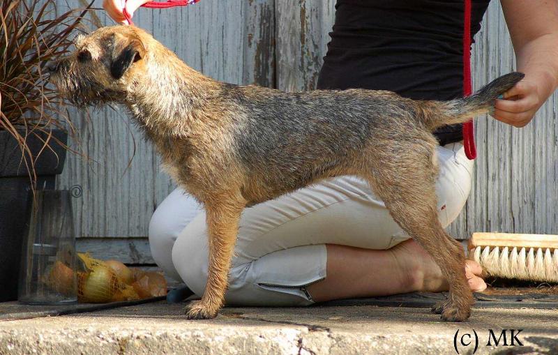 Popeda's Emma | Border Terrier 