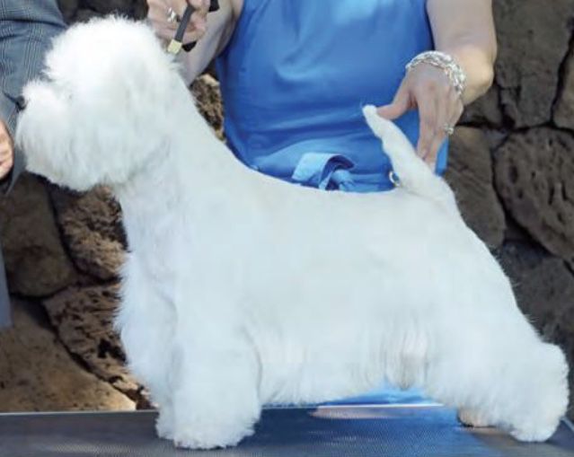 Lotrando Sunshine Celebration | West Highland White Terrier 