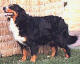 Bianca | Bernese Mountain Dog 