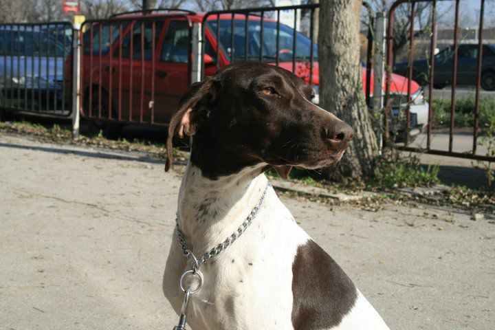 Bora vom Balkanite | German Shorthaired Pointer 