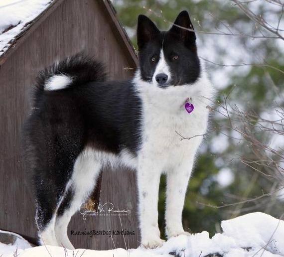 Rosa's Lady Ihme | Karelian Bear Dog 