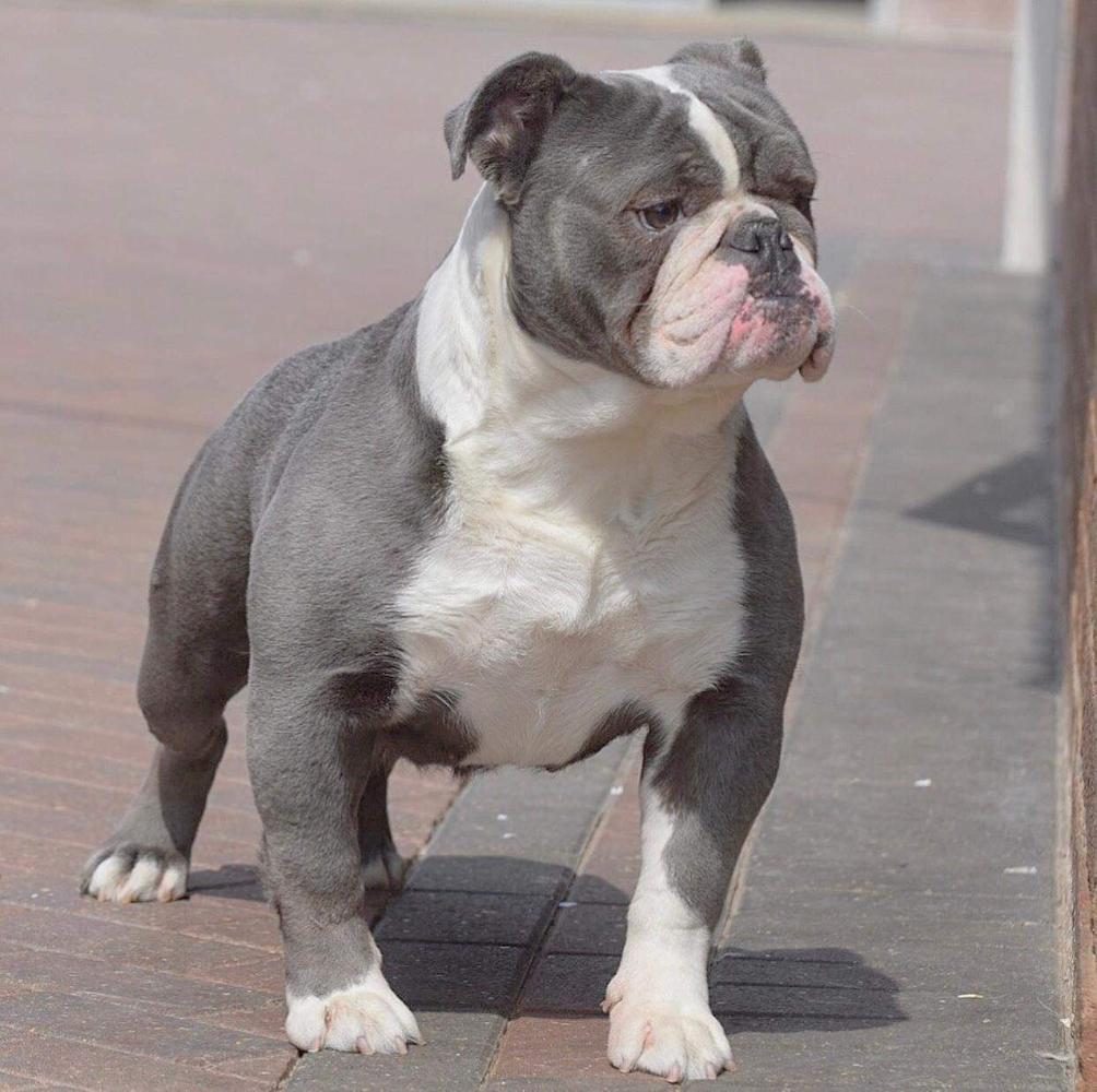 B R Ogormans' Blue | Olde English Bulldogge 