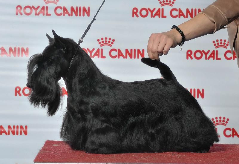 Filisite Brash No Comments | Scottish Terrier 