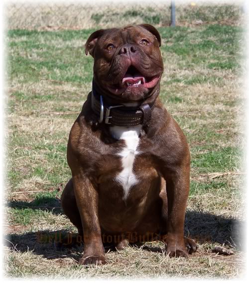 Guardian's Gromit | Olde English Bulldogge 