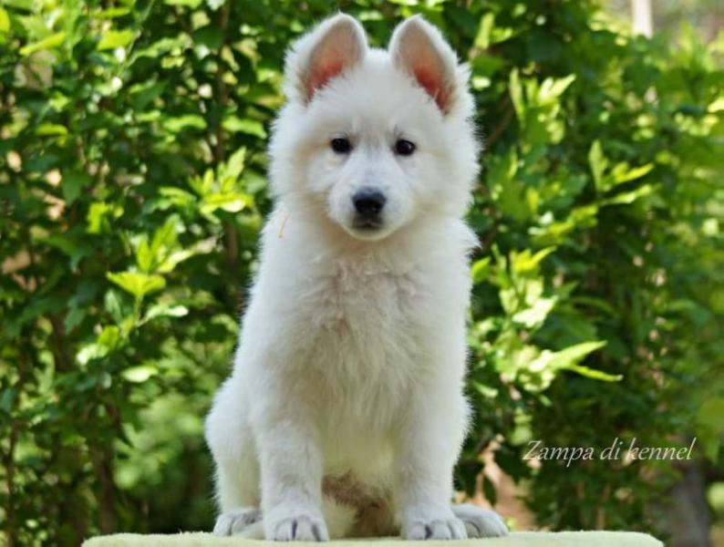 Zampa di Andora | White Swiss Shepherd Dog 