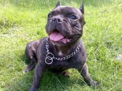 Tody | French Bulldog 