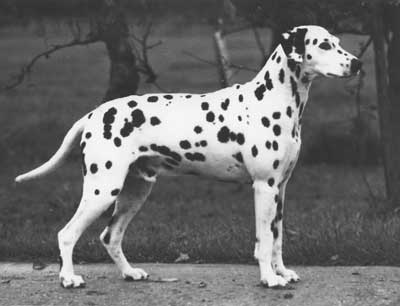 PADDY DALMATHO from Olbero | Dalmatian 