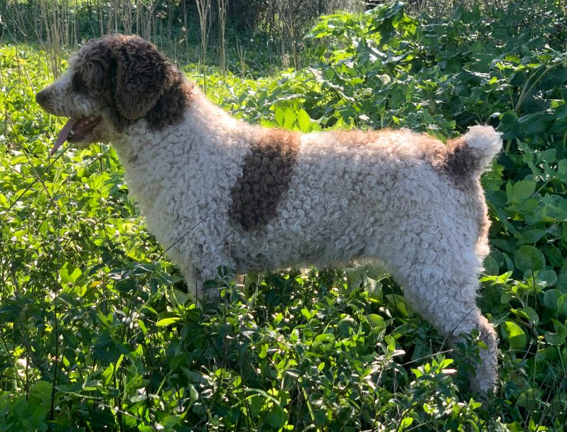 Feria de De Peña Dorada | Spanish Water Dog 