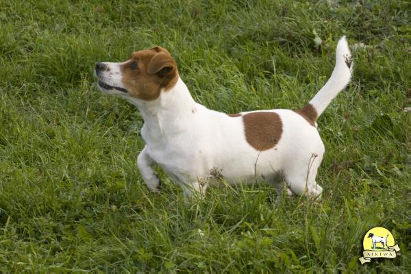 Danila Jack Demetra | Jack Russell Terrier 