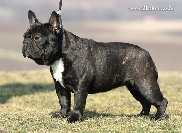 Keve-Bull'S tequila | French Bulldog 