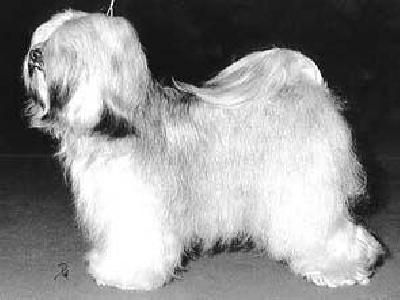 A-MAS TI-TSHA SOFI OF DGE-LTAS | Tibetan Terrier 