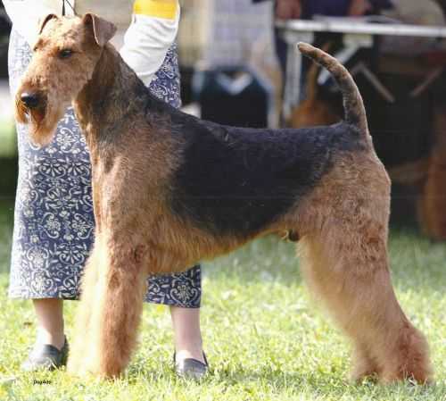 M.J. Traymar's Auspicous Occaision | Airedale Terrier 